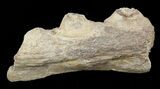 Tylosaurus Jaw Section - Smoky Hill Chalk, Kansas #49864-1